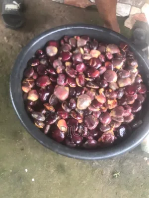 Ugu Vegetable Seeds - Broad Leaves