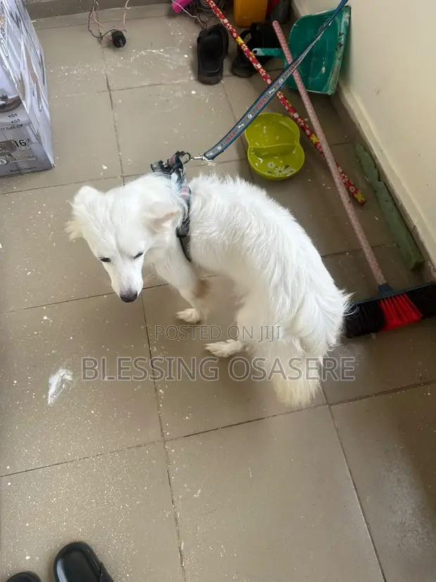 Female Purebred American Eskimo, 1+ Year Old - 1