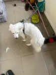 Female Purebred American Eskimo, 1+ Year Old - 1