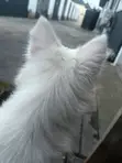 Female Purebred American Eskimo, 1+ Year Old - 2