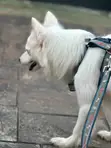 Female Purebred American Eskimo, 1+ Year Old - 3