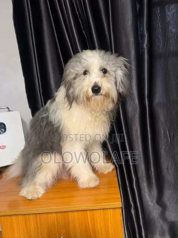 Lhasa Apso Namiji Mai Shekara 1+ - 1