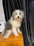 Lhasa Apso Namiji Mai Shekara 1+ - 1