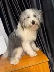 Lhasa Apso Namiji Mai Shekara 1+ - 2