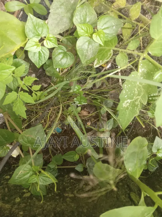 400 sqm Land for Sale, Parkview Estate Ikoyi - 1