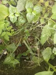 400 sqm Land for Sale, Parkview Estate Ikoyi - 1