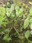400 sqm Land for Sale, Parkview Estate Ikoyi - 2