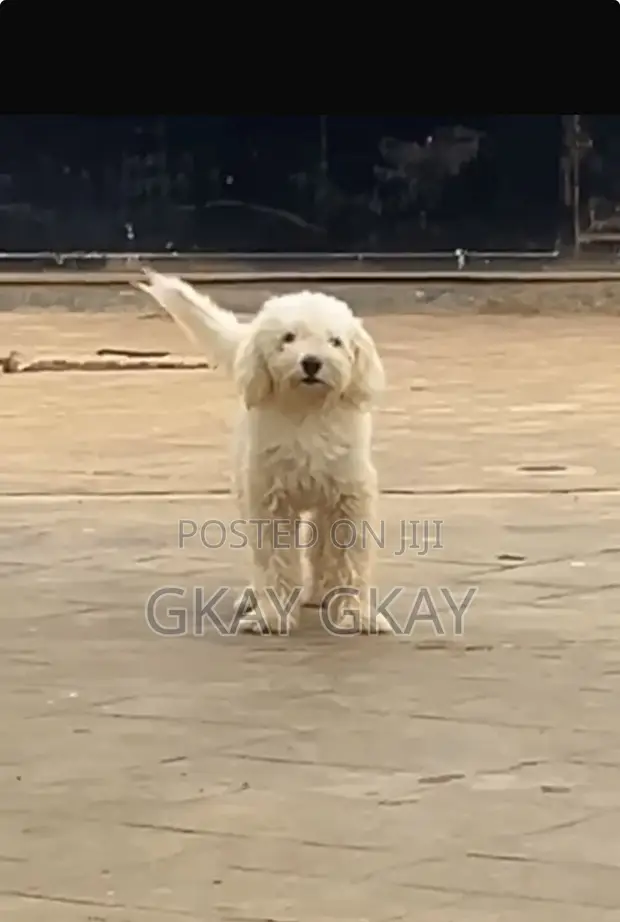 Lhasa Apso Namiji Mai Shekara 1+ Mai Tsarki - 1