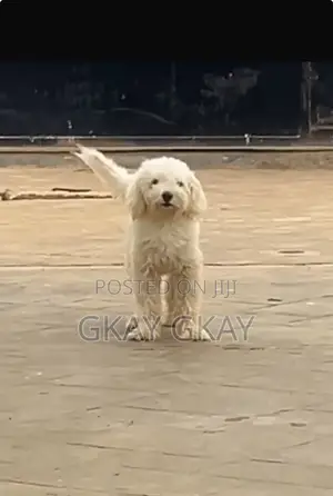 Lhasa Apso Namiji Mai Shekara 1+ Mai Tsarki