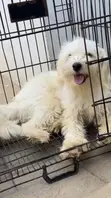 Lhasa Apso Namiji Mai Shekara 1+ Mai Tsarki - 2