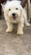 Lhasa Apso Namiji Mai Shekara 1+ Mai Tsarki - 3