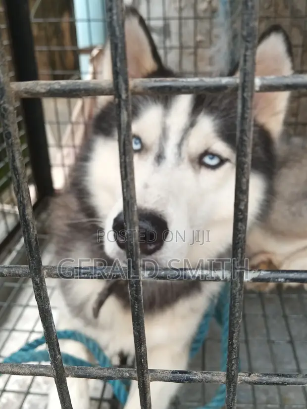 Siberian Husky Mace Mai Girma 1+ Shekara - 1