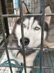Siberian Husky Mace Mai Girma 1+ Shekara - 1