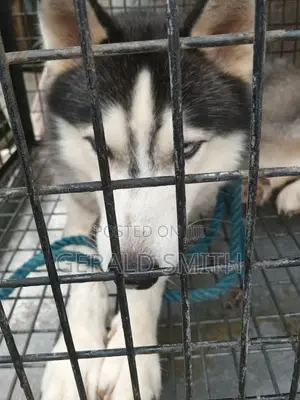 Siberian Husky Mace Mai Girma 1+ Shekara