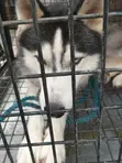 Siberian Husky Mace Mai Girma 1+ Shekara - 2