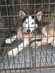 Siberian Husky Mace Mai Girma 1+ Shekara - 3