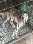 Siberian Husky Mace Mai Girma 1+ Shekara - 4
