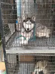 Siberian Husky Mace Mai Girma 1+ Shekara - 5
