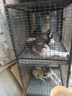 Iron Dog Cage with Waste Tray