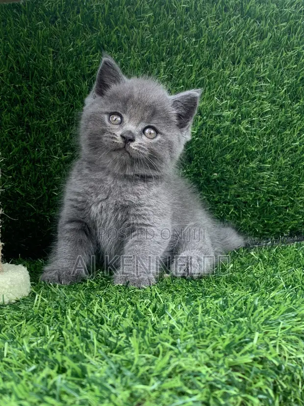 British Shorthair Kittens (Male, 1-3 Months) - 1