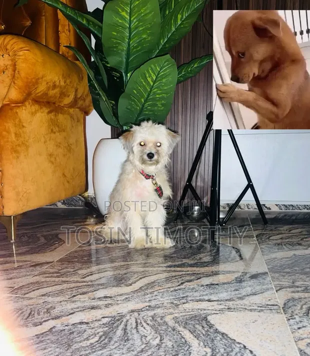 Purebred Female Lhasa Apso, 1+ Year Old - 1