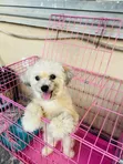 Purebred Female Lhasa Apso, 1+ Year Old - 2
