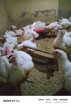 50 Babban Kaji Masu Kiba (3-4kg kowanne), Ilorin