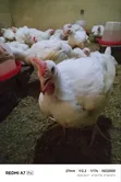 50 Babban Kaji Masu Kiba (3-4kg kowanne), Ilorin - 2
