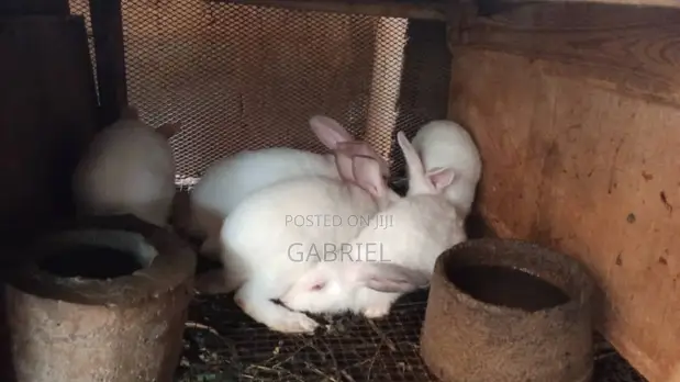 Hyla Weaners - 1