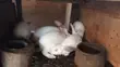 Hyla Weaners - 1