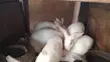 Hyla Weaners - 2