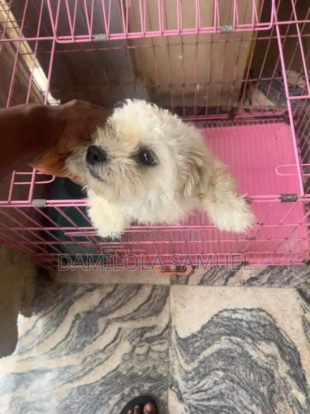 Purebred Lhasa Apso - 1.5 Year Old Female - 1