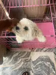 Purebred Lhasa Apso - 1.5 Year Old Female - 1