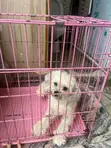 Purebred Lhasa Apso - 1.5 Year Old Female - 2