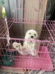 Purebred Lhasa Apso - 1.5 Year Old Female - 3