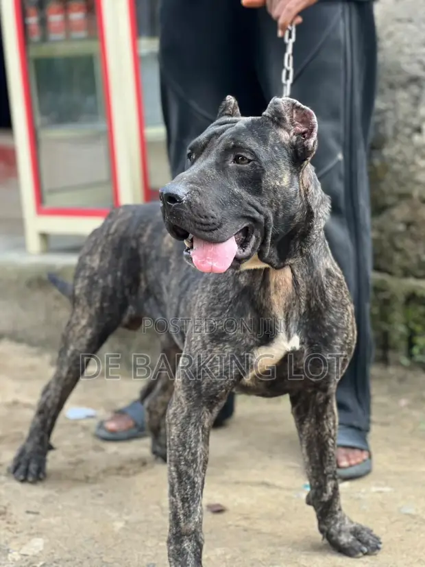 Dan Jarida na Presa Canario - Shekara 1+ - 1