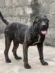 Dan Jarida na Presa Canario - Shekara 1+ - 2