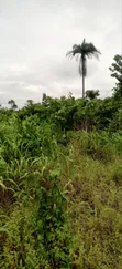 464.52 sqm Dry Table Land for Sale at Obibiezena, Owerri West - 2