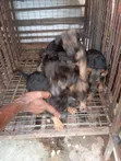 Dankon Shekarar 1-3 Namiji Mai Gauraye na German Shepherd - 1