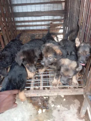 Dankon Shekarar 1-3 Namiji Mai Gauraye na German Shepherd