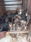 Dankon Shekarar 1-3 Namiji Mai Gauraye na German Shepherd - 2