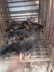 Dankon Shekarar 1-3 Namiji Mai Gauraye na German Shepherd - 3