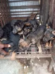 Dankon Shekarar 1-3 Namiji Mai Gauraye na German Shepherd - 4