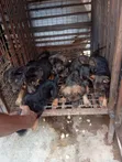 Dankon Shekarar 1-3 Namiji Mai Gauraye na German Shepherd - 5