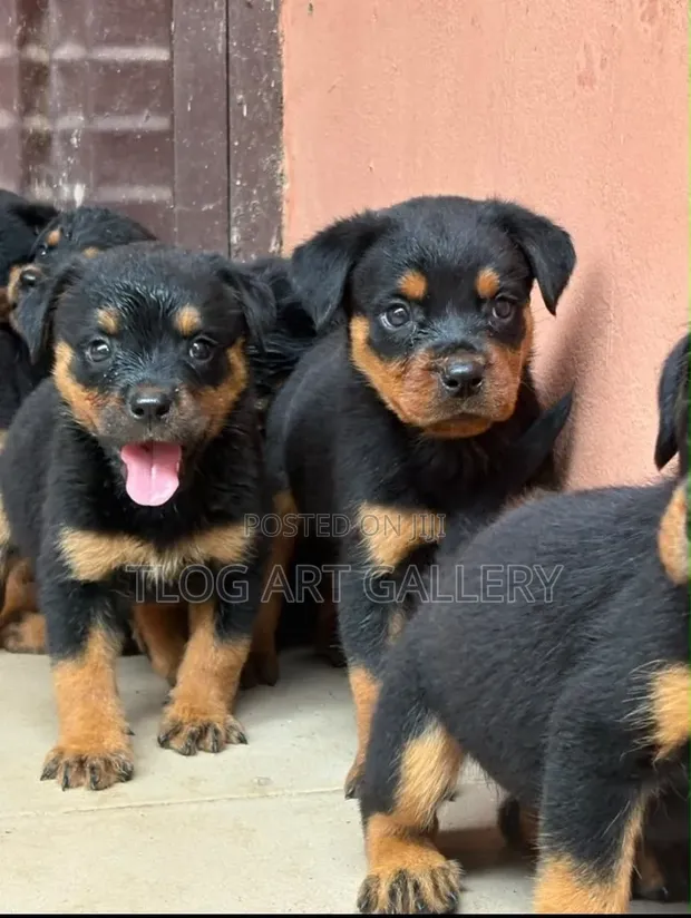 Purebred Rottweiler Puppy (Male, 1-3 Months) - 1
