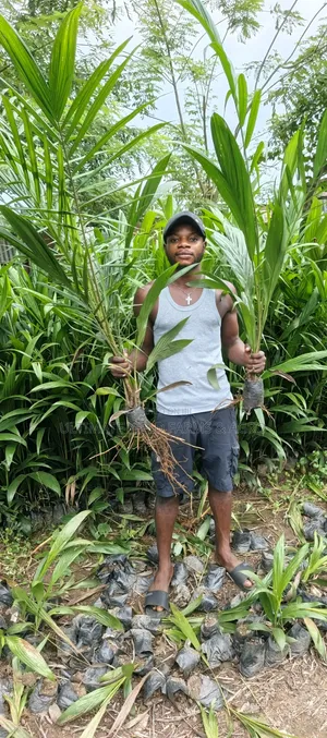 Hybrid Tenera Oil Palm Seedlings