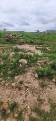 Filin Estate 500SQM tare da C of O, Pyakasa - 4
