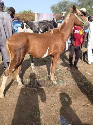 Healthy Horse for Sale in Lagos