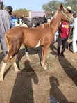 Healthy Horse for Sale in Lagos - 1