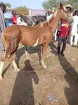 Healthy Horse for Sale in Lagos - 2